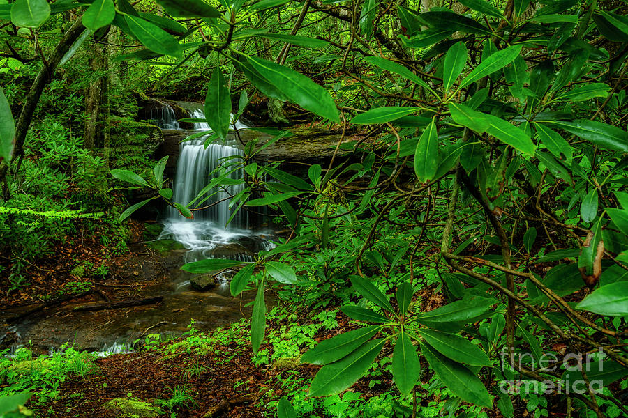 Rhododendron Waterfall by Thomas R Fletcher Rhododendron Waterfall by Thomas R Fletcher
