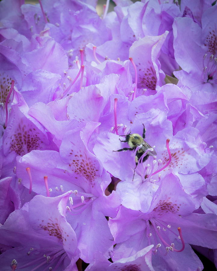 Rhododendron with bumble bee Photograph by Kenneth Cole