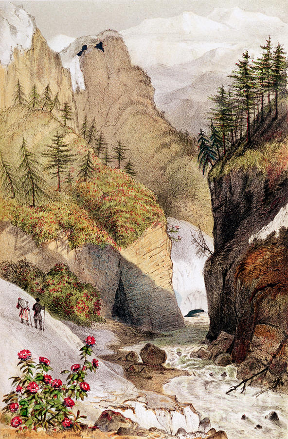 Rhododendrons, Blossom In The Snow Beds, 1854 Painting by Joseph Hooker