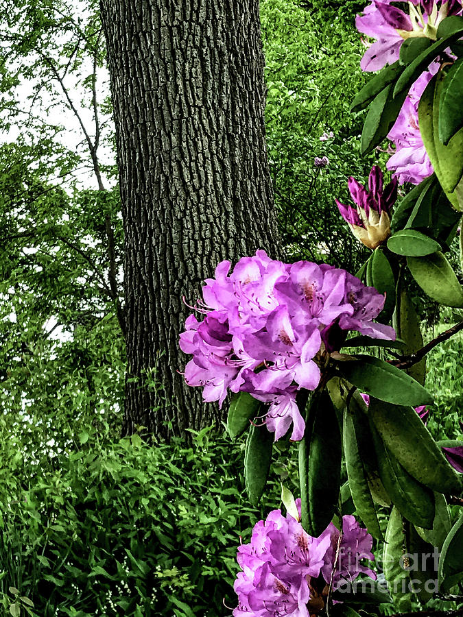 Rhododendrum Photograph