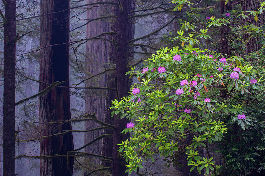 Rhododenron And Coast Redwoods Photograph by Jeff Foott