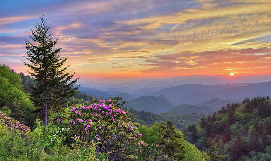 Rhodo's at Woolyback, smoky mountains Photograph by Jeremy Yoho - Pixels