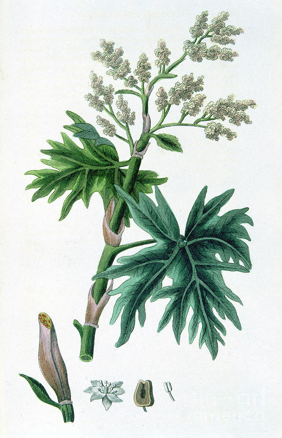 Rhubarb, 1823 Drawing by Print Collector