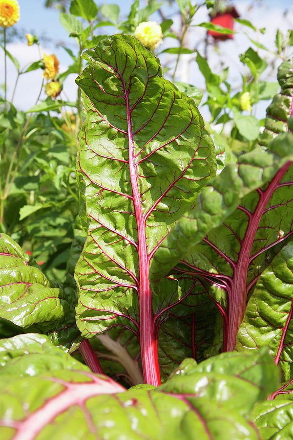 Rhubarb Growing In The Garden close-up Photograph by Claudia Timmann