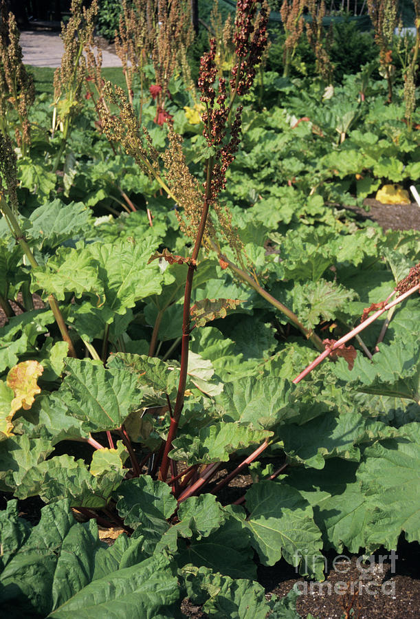 Nature Photograph - Rhubarb Plants by Malcolm Thomas/science Photo Library