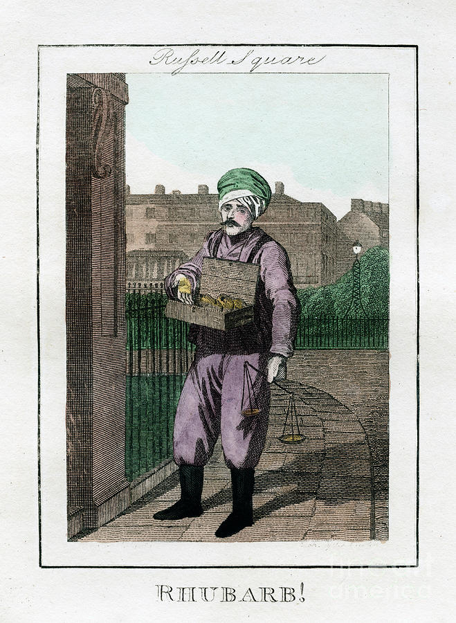 Rhubarb, Russell Square, London, 1805 Drawing by Print Collector