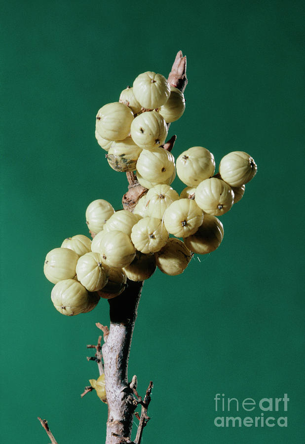 Rhus Radicans Photograph by Robert J Erwin/science Photo Library