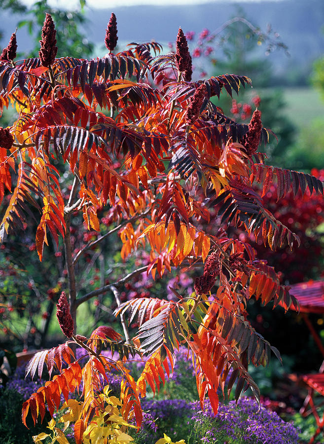 Rhus Typhina vinegar Tree In Autumn Color, With Inflorescences Photograph by Friedrich Strauss