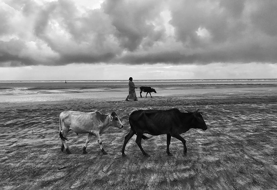 Animal Photograph - Rhythm by Kaushik Dolui
