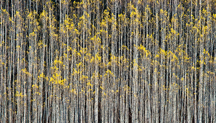 Rhythm Of Forest Photograph by John Fan