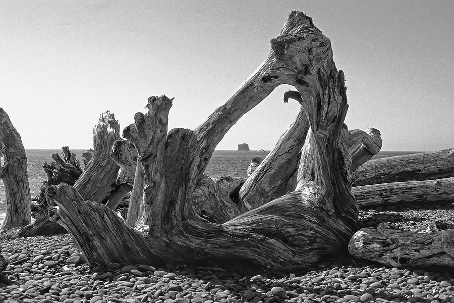 Rialto Beach Cake Rock Driftwood Photograph by Paul Rebmann