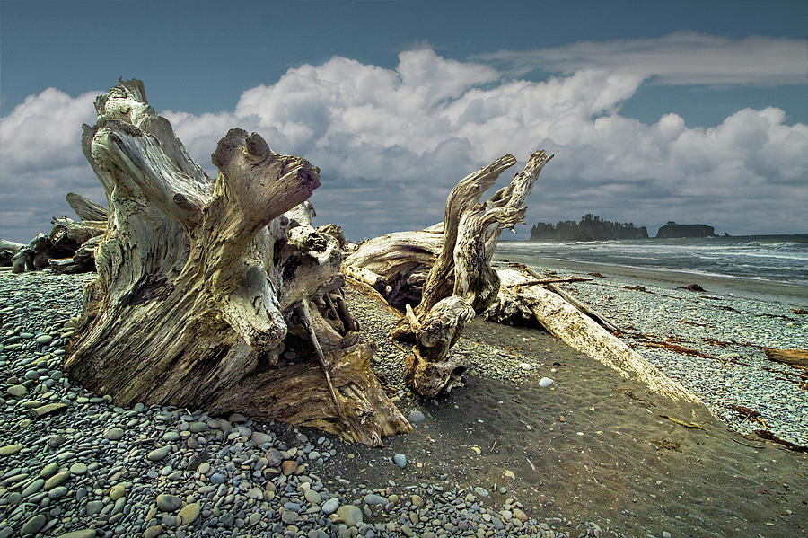 Rialto Beach in Olympic National Park in Washington State with Shore Driftwood Photograph by Randall Nyhof
