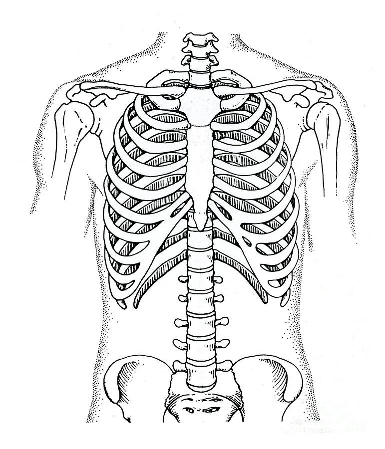 Wide Lower Rib Cage