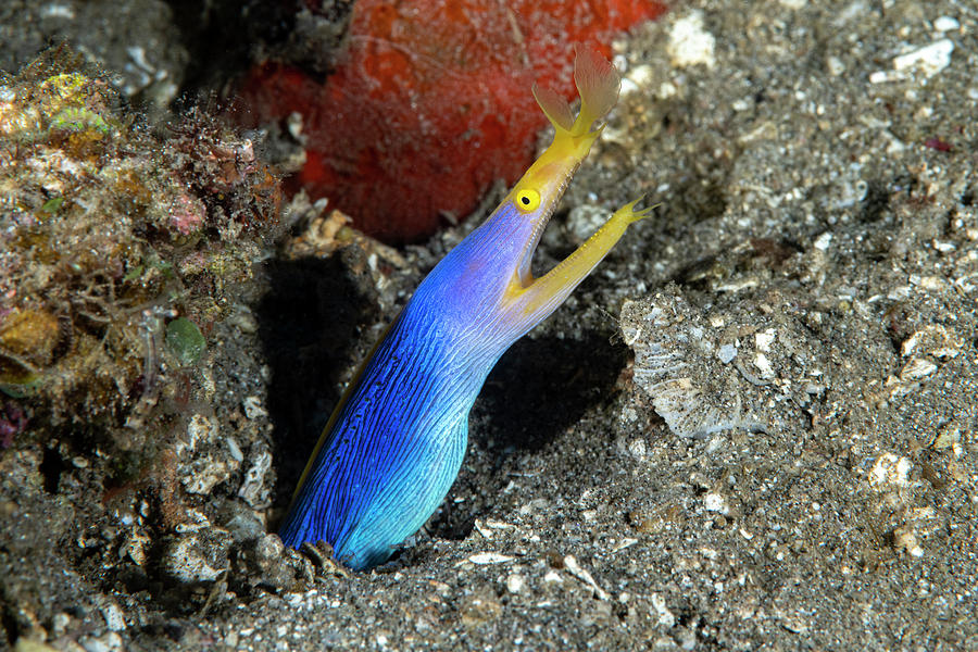 Ribbon Eel Photograph by Andrew Martinez