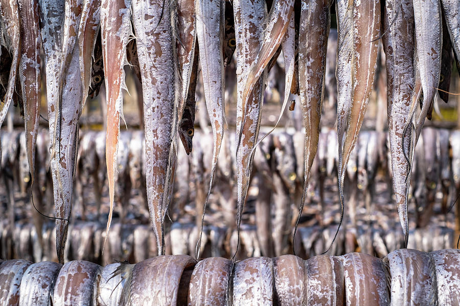 ribbon fish tails closeup, fishing village, Bangladesh, Asia Photograph