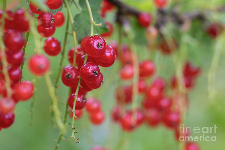 Summer Photograph - Ribes Rubrum by Eva Lechner