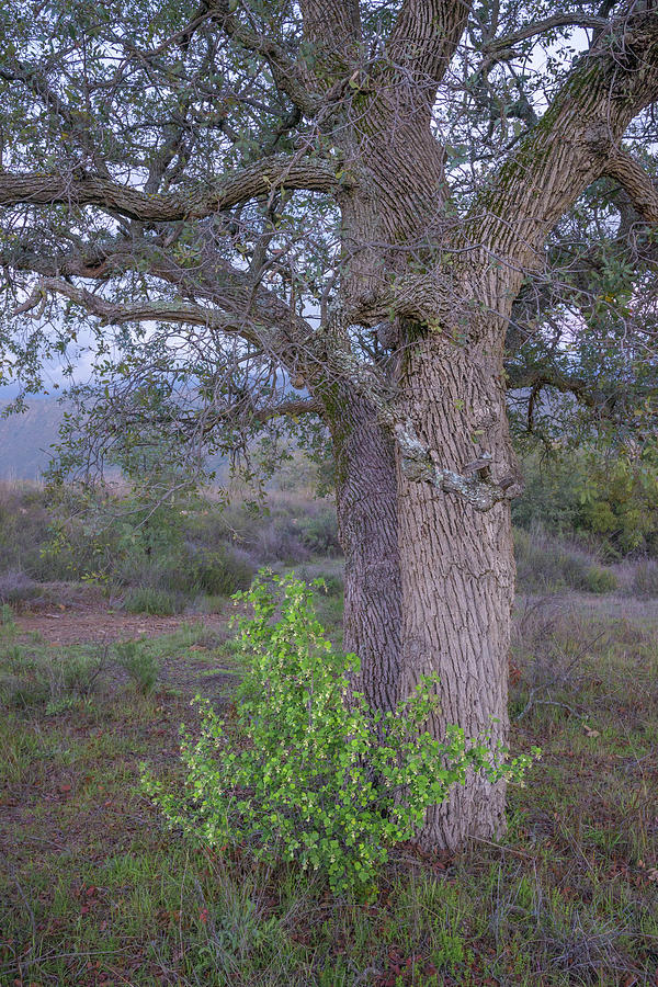 Ribes under Oak by Alexander Kunz Ribes under Oak by Alexander Kunz