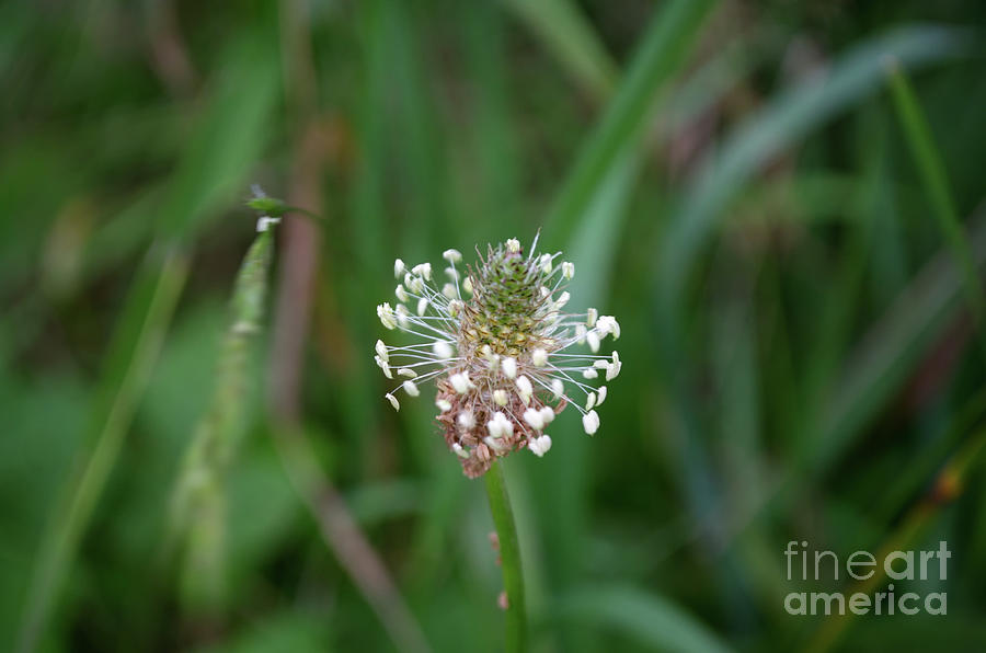 Ribwort Plantain Photograph by Michelle Meenawong