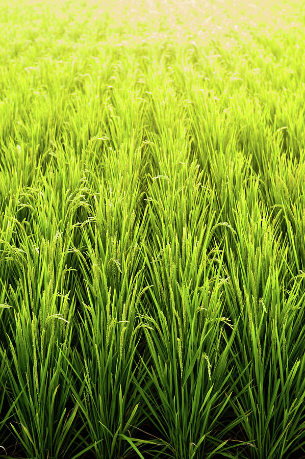 Rice Field Photograph by Foto By Chandler Chou