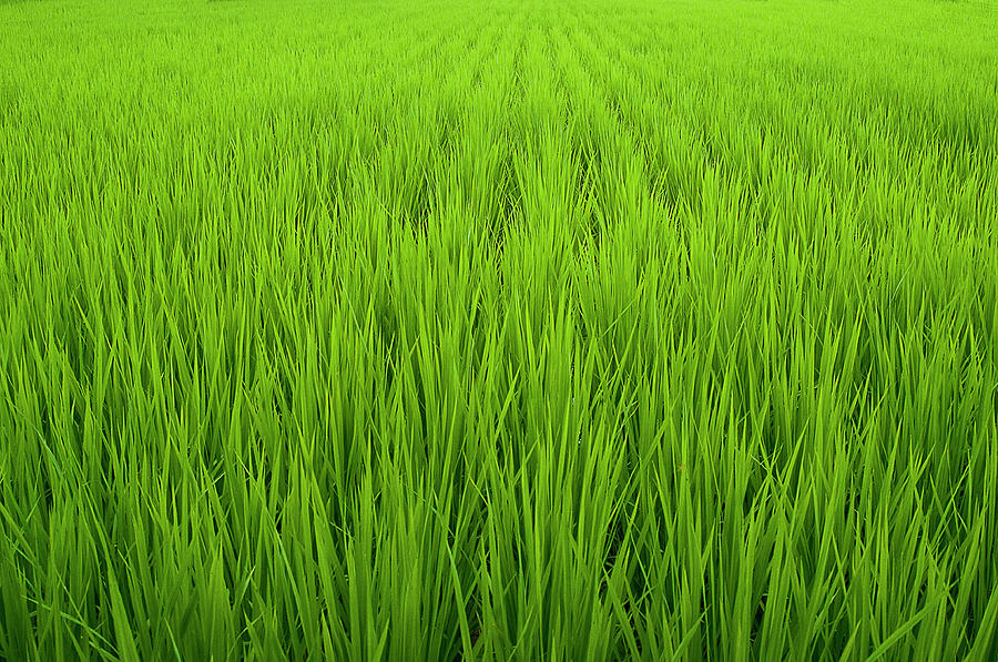 Rice Field Photograph by Iain Mcfarland