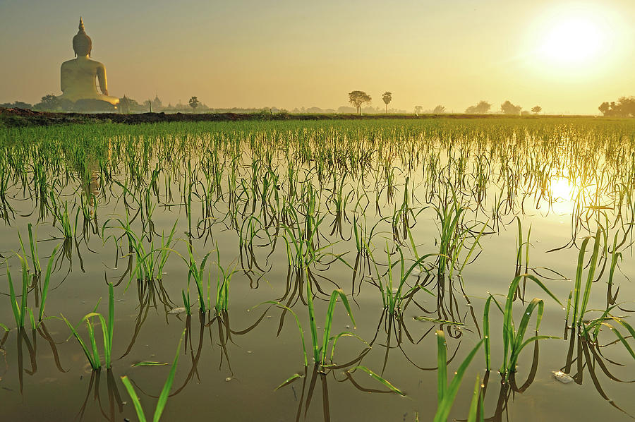 Rice Field In The Morning With Giant Photograph by Kampee Patisena