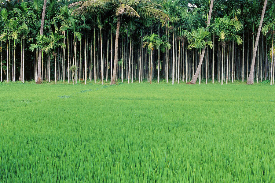 Image result for betel nut field