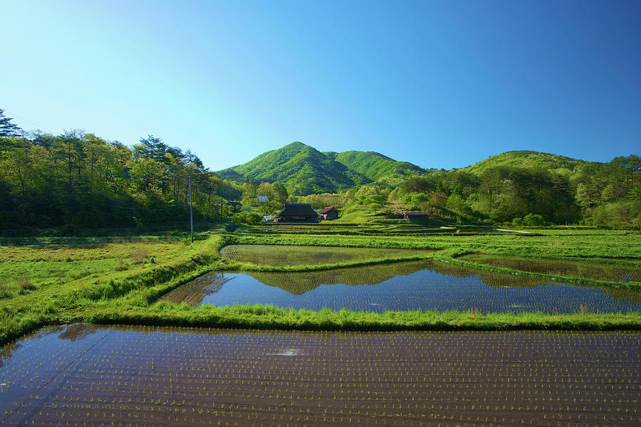 Rice Fields And Woodlands Photograph by Photoaraki.com