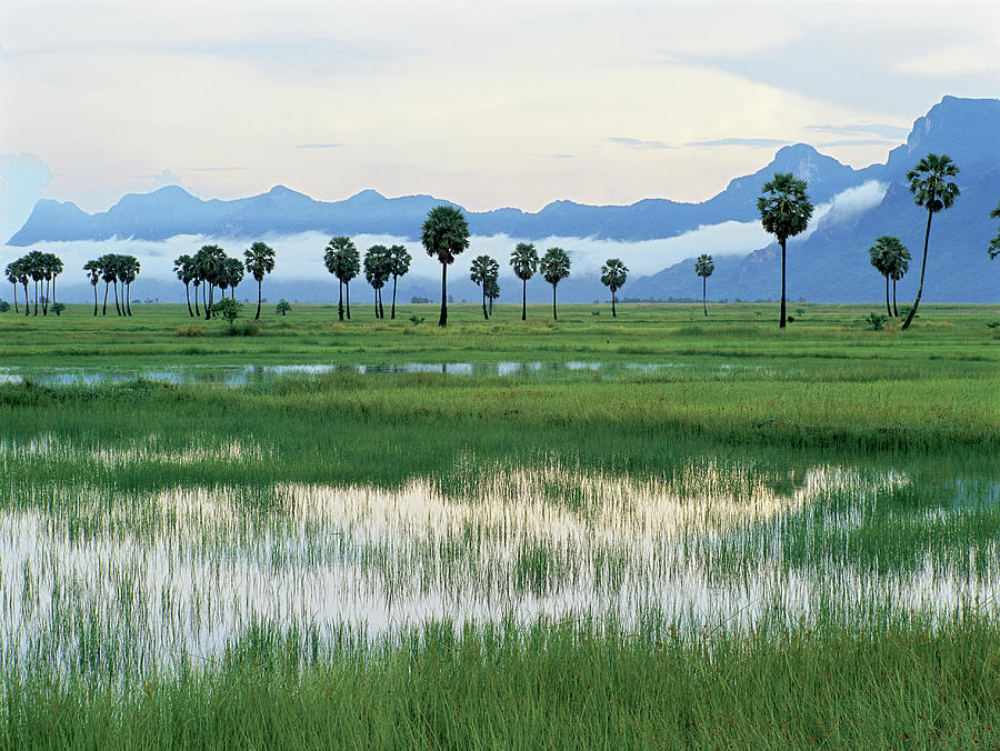 Rice Fields At Khao Sam Roi Photograph by Enviromantic