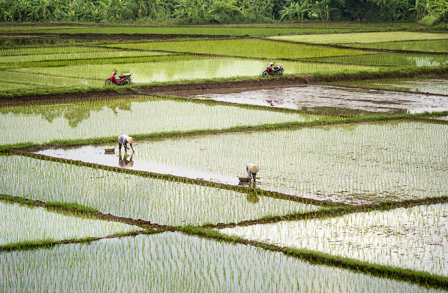 Rice Fields Photograph by Burak Senbak
