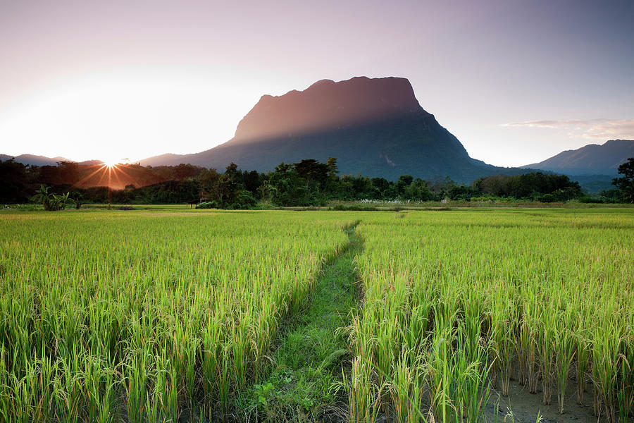 Rice Fields Photograph by Enviromantic