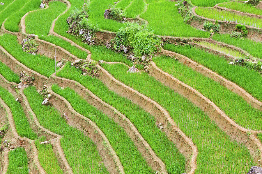 Rice Fields Photograph by Hak Liang Goh