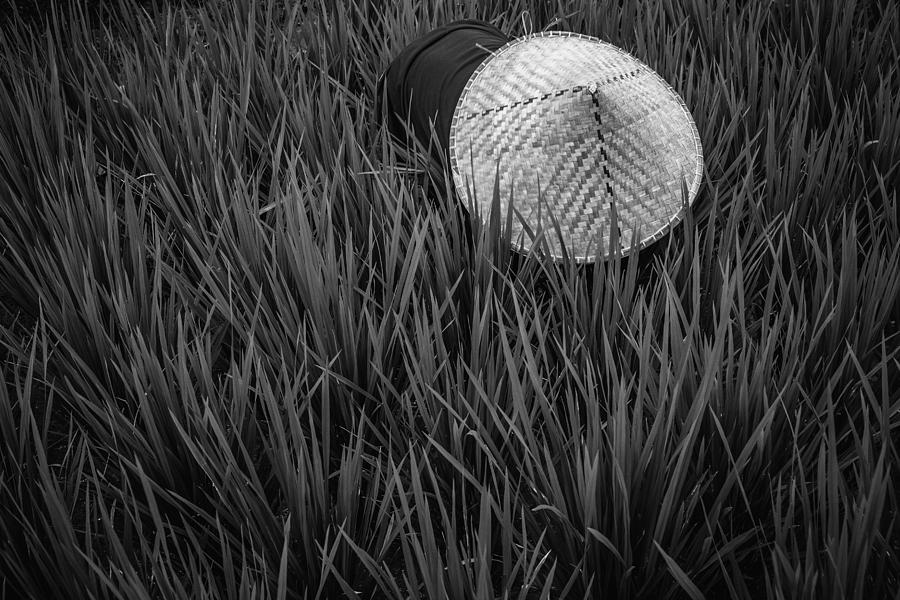 Black And White Photograph - Rice Fields In Bw by Gloria Salgado Gispert