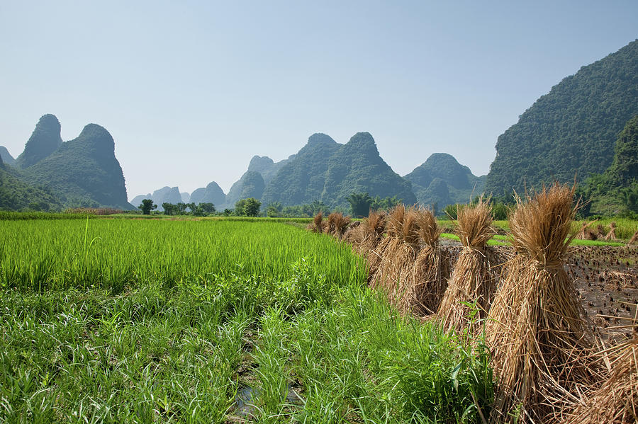 Rice Fields Photograph by Siegfried Layda