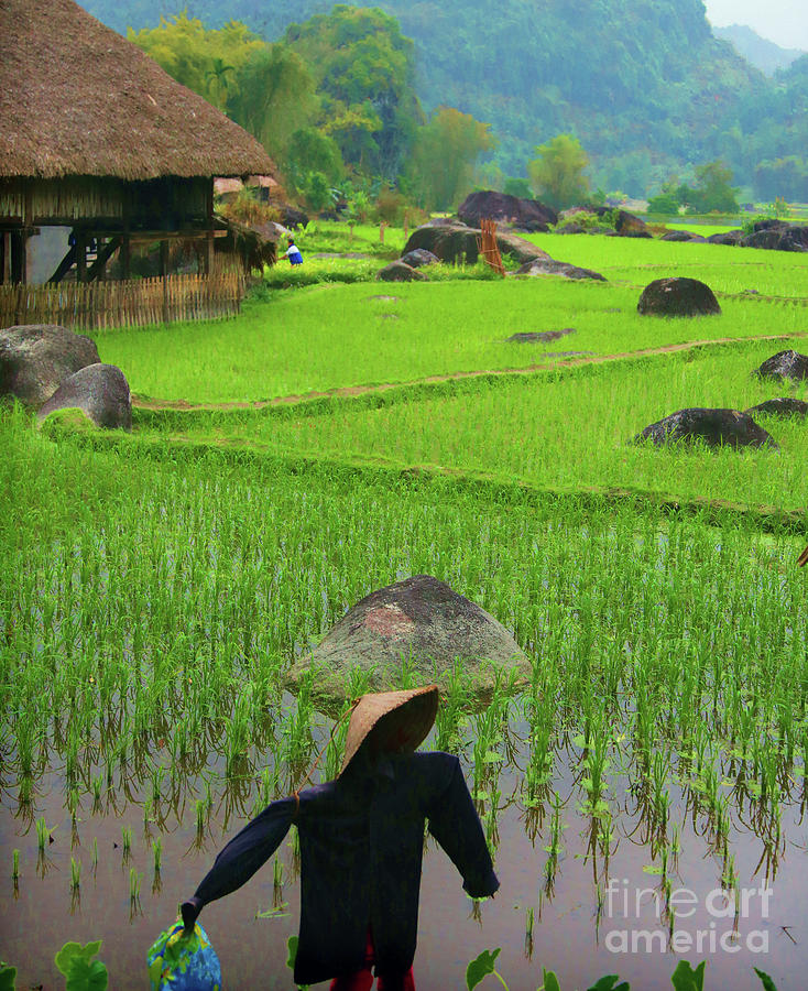 Rice Fields Vietnam Scarecrow Green  Photograph by Chuck Kuhn