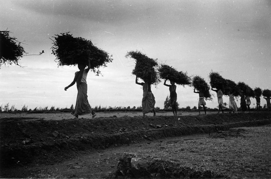 Rice Line Photograph by Bert Hardy