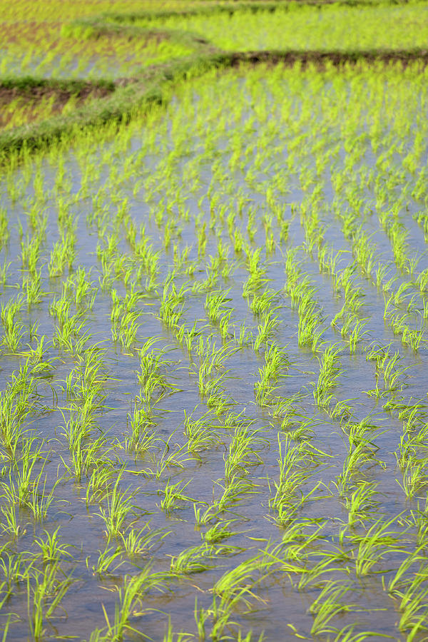 Rice Paddies Photograph by Andrew Peacock