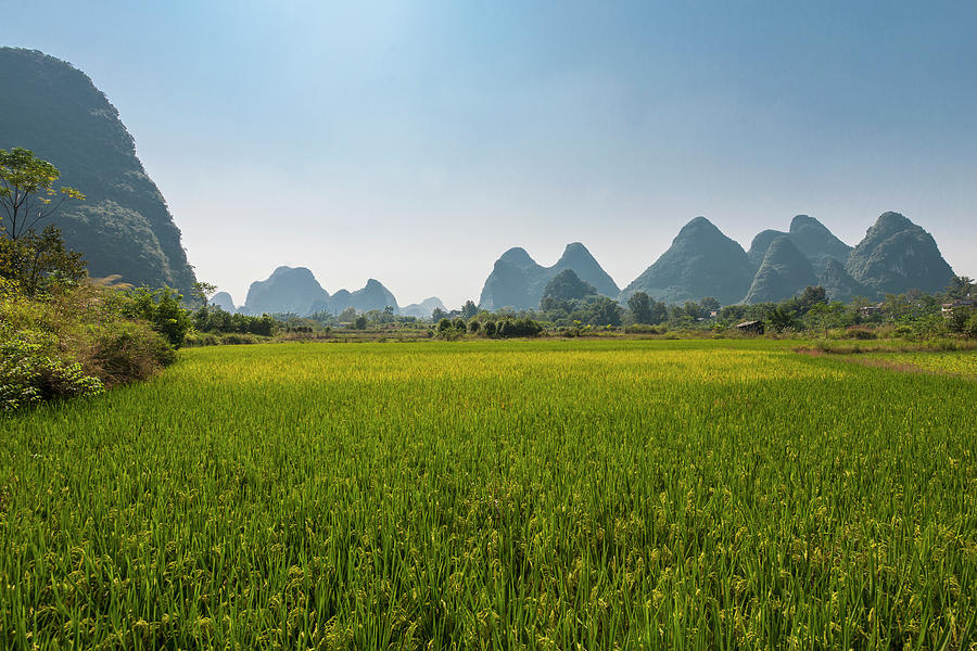 Rice Paddy And Limestone Mountains Close To Yangshuo In China ...