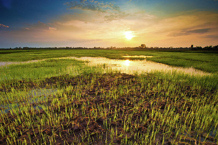 Rice Paddy Field Photograph by Expresso