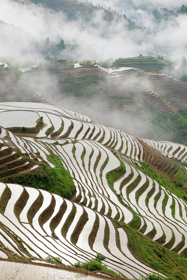 Rice Paddy Photograph by Jameslee999