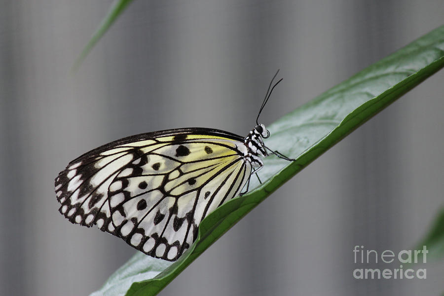 Rice Paper Butterfly On A Leaf Photograph
