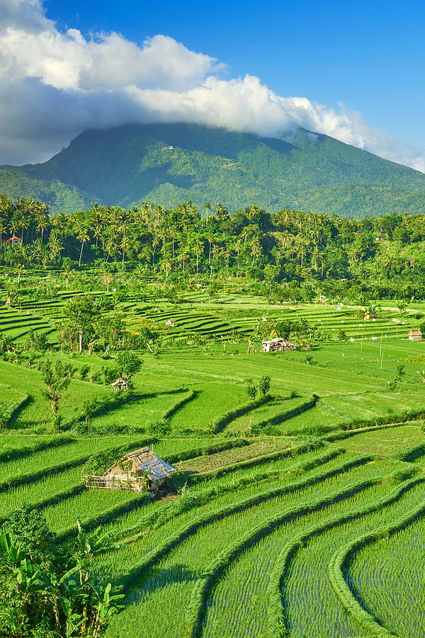Landscape Photograph - Rice Terrace Field Landscape, Bali by Jan Wlodarczyk