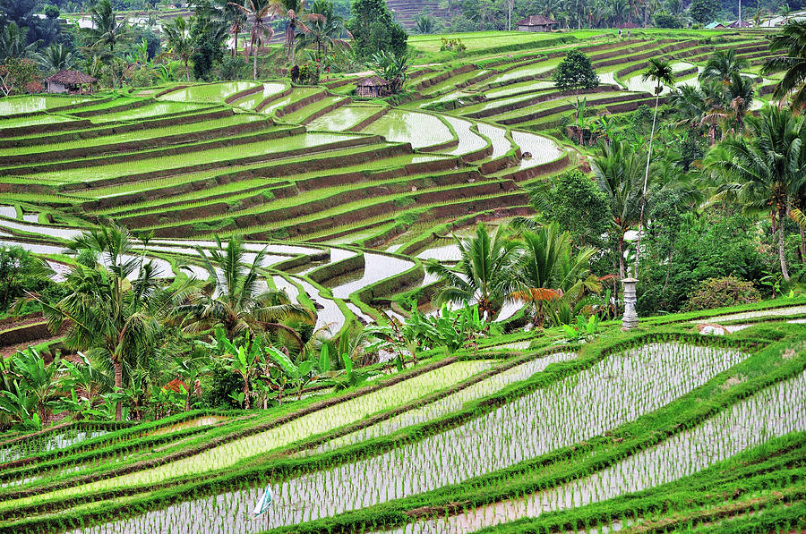 Rice Terrace In Bali Photograph by Nora Carol Photography