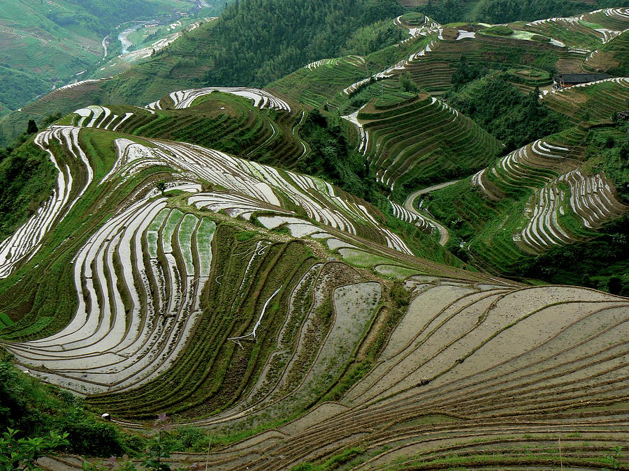 Rice Terrace Photograph by Photography By Berengere Treluyer