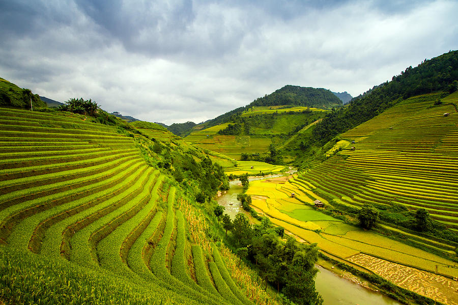 Rice Terraced Fields Photograph by Hoang Giang Hai