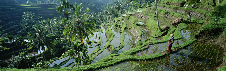 Rice Terraces, Bali, Indonesia Photograph by Peter Adams