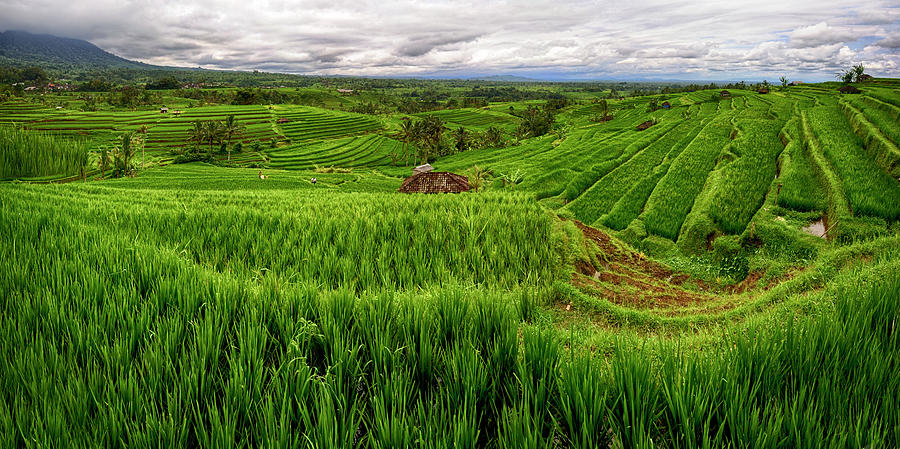 Rice Terraces Photograph by By Toonman