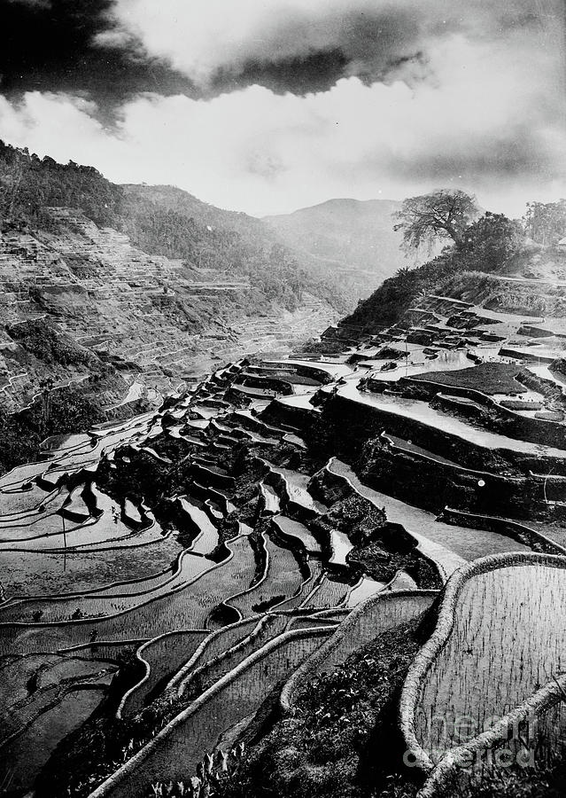 Rice Terraces Carved Out Of The Hillsides Hundreds Of Years Ago By Ifuago Farmers, Philippine Islands, C.1890-1923 Photograph by English School
