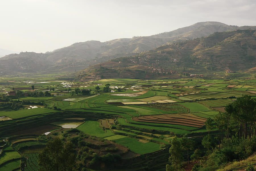 Rice Terraces Hug The Valleys And Hillside Around Central Madagascar ...