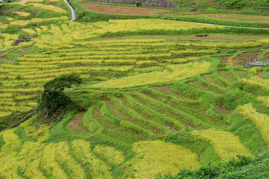 Rice Terraces Photograph by I Love Photo And Apple.