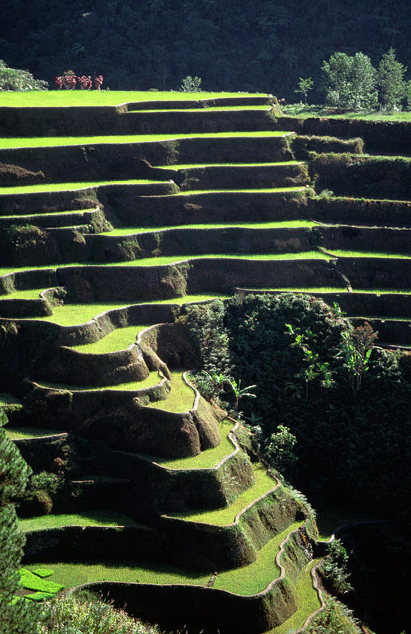 Rice Terraces, Ifugao Province, Luzon Photograph by John Elk Iii